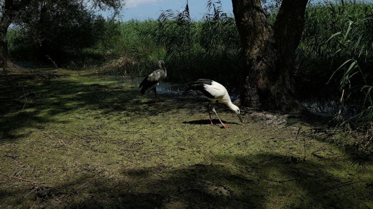 Two storks forage in a tranquil wetland, one pecking at the ground while the other stands by a small water body. Surrounded by tall grasses and leafy trees, the scene exudes a serene, untouched beauty, showcasing wildlife in its natural habitat.